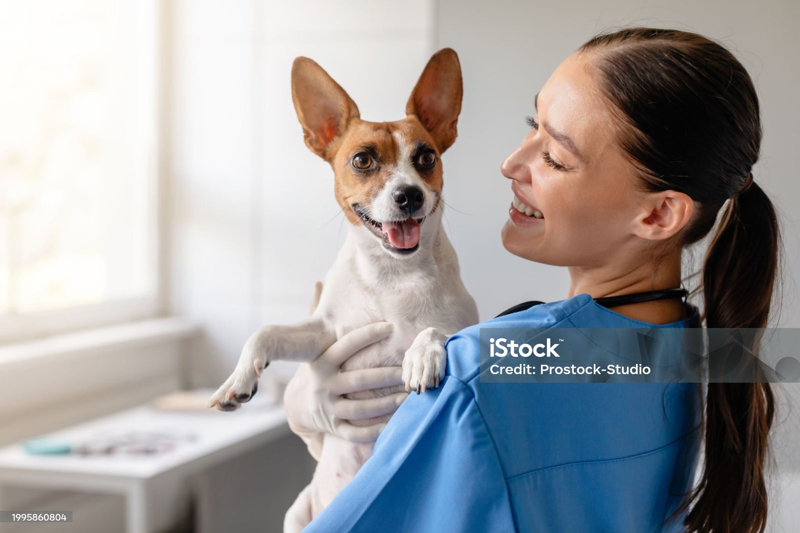 Smiling veterinarian in blue scrubs holds a joyful Jack Russell Terrier, ensuring the pet's comfort during a routine checkup in a sunny clinic room